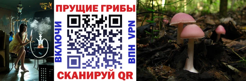 купить наркотик  Заинск  Псилоцибиновые грибы Magic Shrooms 